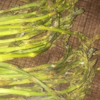 aydinenginar.com Çürük Kuşkonmaz Gönderildi.