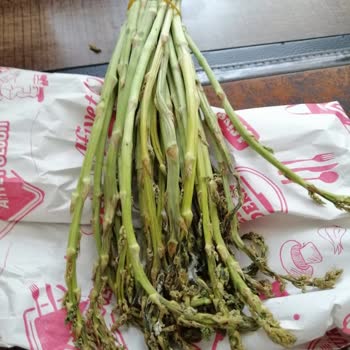 aydinenginar.com Çürük Kuşkonmaz Gönderildi.