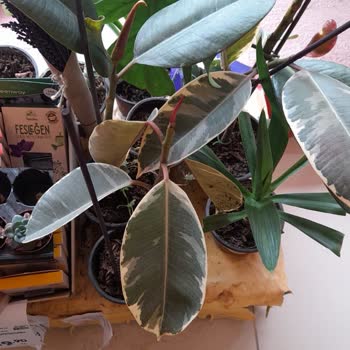 Şok Marketler Çiçekler Ölümü Bekliyor