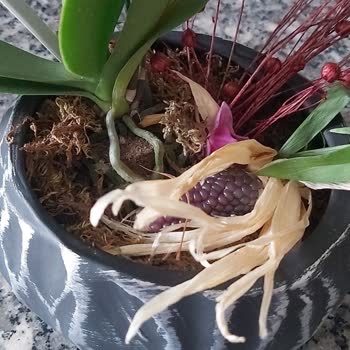 ÇiçekSepeti Solmuş Çiçek Teslimatı