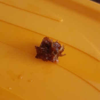 A101 Marketten Aldığım Tukaş Domates Püresinde Yabancı Madde