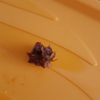 A101 Marketten Aldığım Tukaş Domates Püresinde Yabancı Madde