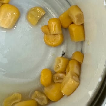 Superfresh Mısırdan Böcek Çıktı