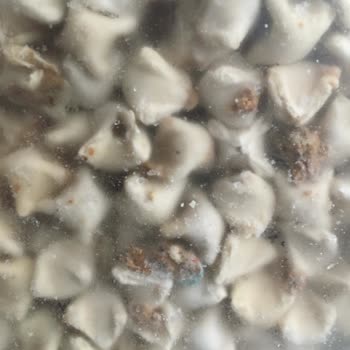 Şok Marketler Şokta Satılan Anacım Markalı Mantı Küflü Çıktı