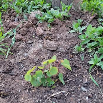 Ekodoğa Grup Ürünün Satılan Üründen Farklı Olması