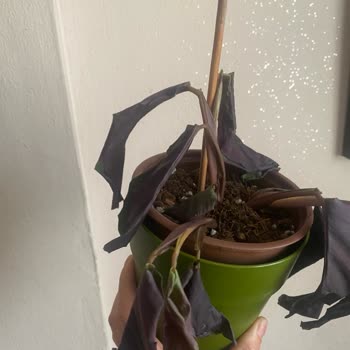 Trendyol Canlı Çiçek Siparişi