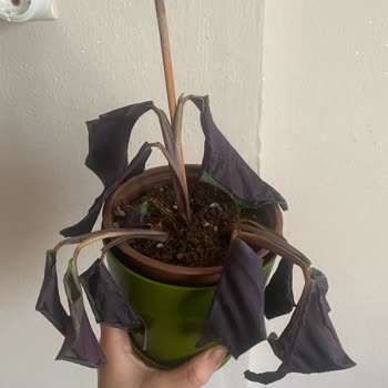 Trendyol Canlı Çiçek Siparişi