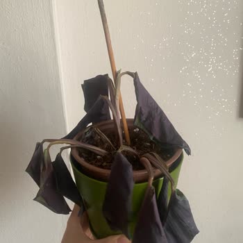 Trendyol Canlı Çiçek Siparişi