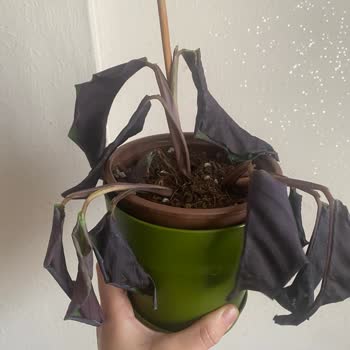 Trendyol Canlı Çiçek Siparişi