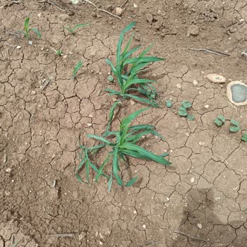 Safa Tarım İlaç Kalitesi