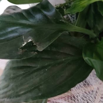 Osevio.com 'dan Sipariş Verdiğim Çiçek Bildiğimiz Çöpe Atılacak Durumda