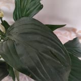 Osevio.com 'dan Sipariş Verdiğim Çiçek Bildiğimiz Çöpe Atılacak Durumda