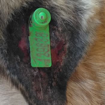 Ankara Büyükşehir Belediyesi Sokak Köpeği Yanlış Küpe Takılarak Yaralandı
