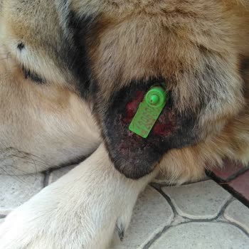 Ankara Büyükşehir Belediyesi Sokak Köpeği Yanlış Küpe Takılarak Yaralandı