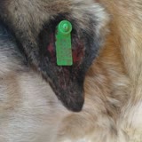 Ankara Büyükşehir Belediyesi Sokak Köpeği Yanlış Küpe Takılarak Yaralandı
