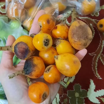 Ada Gross Manav Reyonu