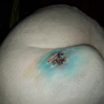 Pet Kuaför Florya Veteriner Kliniği Kedi Tıraşı