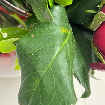 Çiçek Sepeti Bozuk/Sinekli Çiçek Gönderilmesi