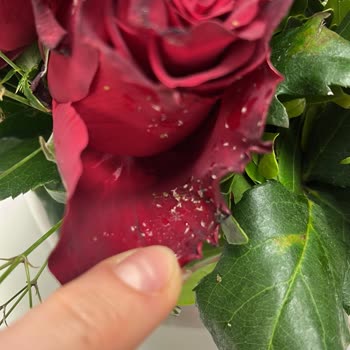 Çiçek Sepeti Bozuk/Sinekli Çiçek Gönderilmesi