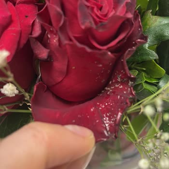 Çiçek Sepeti Bozuk/Sinekli Çiçek Gönderilmesi