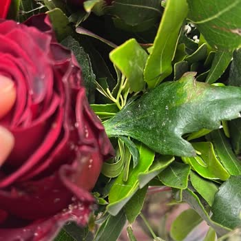 Çiçek Sepeti Bozuk/Sinekli Çiçek Gönderilmesi