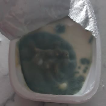 İçim Labne Peynir Küflü Çıktı