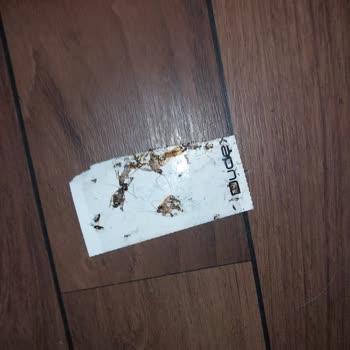 Kamil Koç Otobüsünde Hamamböceği Durumu.