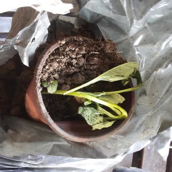 Fidan İstanbul Fideleri Yanlış Paketleme