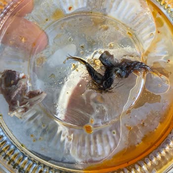 Kervansaray Kelle Paça Salonu Avcılar Şubesinde Tüyler Çıktı