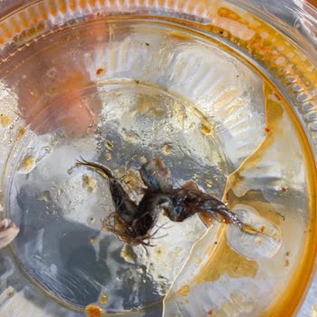 Kervansaray Kelle Paça Salonu Avcılar Şubesinde Tüyler Çıktı