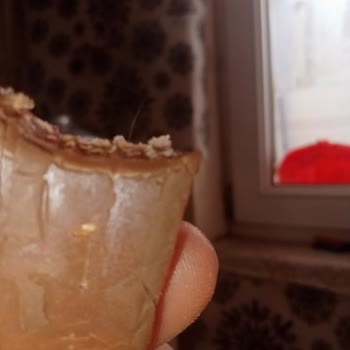 A101'den Aldığımız Xroll Sütlü Biga Bar'da Kıl Çıktı