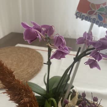 ÇiçekSepeti Solgun Çiçek Gönderildi