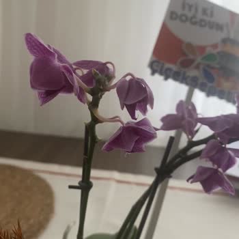 ÇiçekSepeti Solgun Çiçek Gönderildi