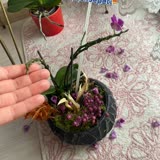 ÇiçekSepeti Solgun Çiçek Gönderildi