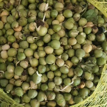 Egedenkapiniza (Instagram) Çürük Bezelyelerin Ödemesini Geri İstiyorum