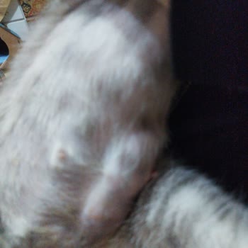 Özel Trakya Hayvan Hastanesi Çorlu Mağduriyeti!