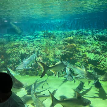 Bursa Büyükşehir Belediyesi Akvaryum Ve Hayvanat Bahçesi