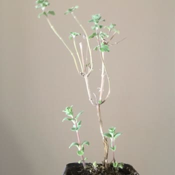 Zengarden Sararmış Sağlıksız Bitkiler