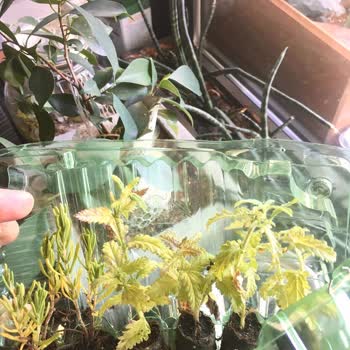 Zengarden Sararmış Sağlıksız Bitkiler