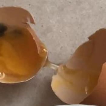 Happy Life Organik Happy Life Bu Nasıl Bir Yumurta...! Bir De Organik...!