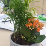 ÇiçekSepeti Seçtiğim Çiçek Yerine Farklı Bir Çiçek Yollanması