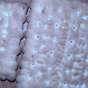 Ülker Bisküviden Kurt Çıktı