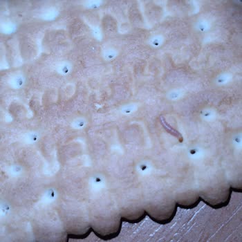 Ülker Bisküviden Kurt Çıktı