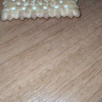 Ülker Bisküviden Kurt Çıktı