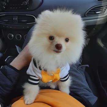 Antalya Köpek Oteli Pişmanlığı