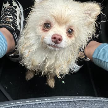 Antalya Köpek Oteli Pişmanlığı