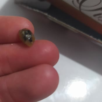 Makbul Kuruyemiş Ürün İçerisinden Çıkan Tanımlanamayan Cisim