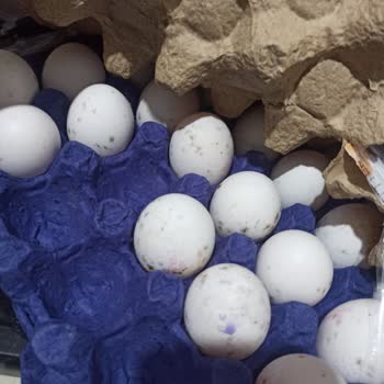 Happy Center Trendyol'dan Alınan Küflü Yumurta