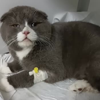 Pet İstanbul Veteriner Kliniği Kısırlaştırma Sonrası Kayıp