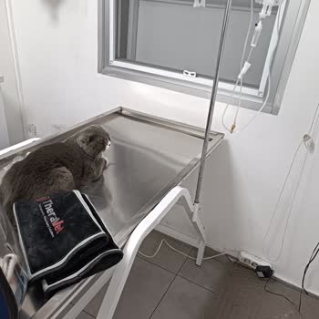 Pet İstanbul Veteriner Kliniği Kısırlaştırma Sonrası Kayıp